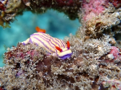 Hypselodoris whitei