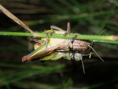 Praxibulus lewisi