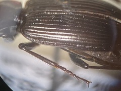 Platynus decentis