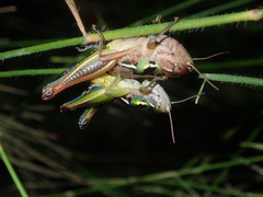 Praxibulus lewisi