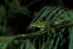 Bronchocela celebensis