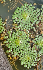 Ludwigia sedoides