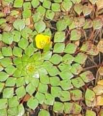 Ludwigia sedoides