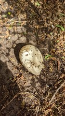 Ardenna tenuirostris