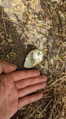 Ardenna tenuirostris