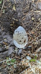 Ardenna tenuirostris