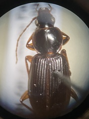 Synuchus impunctatus