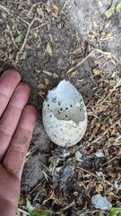 Ardenna tenuirostris