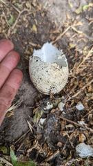 Ardenna tenuirostris