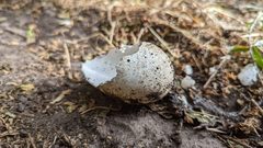 Ardenna tenuirostris