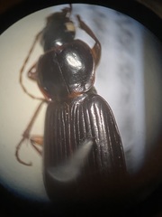 Synuchus impunctatus