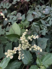 Antigonon flavescens