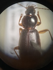 Synuchus impunctatus