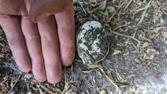 Ardenna tenuirostris