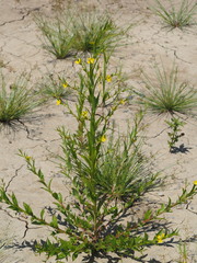 Ludwigia decurrens