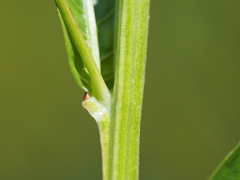 Ludwigia decurrens