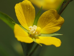 Ludwigia decurrens