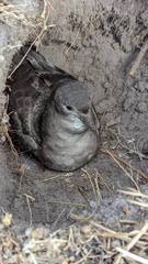 Short-Tailed Shearwater photo 3