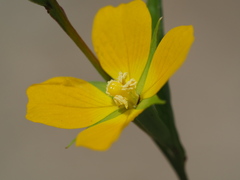 Ludwigia decurrens