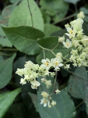Antigonon flavescens