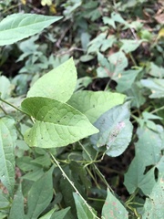 Antigonon flavescens