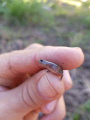 Calyptotis scutirostrum