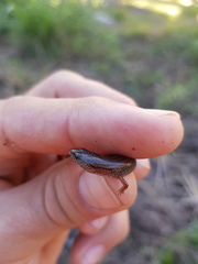 Calyptotis scutirostrum