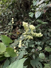 Antigonon flavescens
