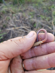 Calyptotis scutirostrum