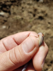 Calyptotis scutirostrum