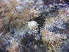 Bellastraea squamifera