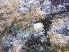 Bellastraea squamifera