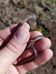 Calyptotis scutirostrum