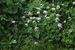 Cardamine raphanifolia acris