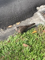 Streptopelia chinensis