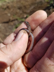 Calyptotis scutirostrum