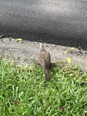 Streptopelia chinensis