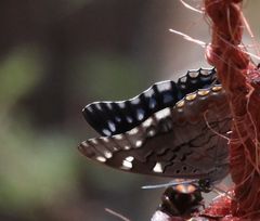 Charaxes guderiana guderiana