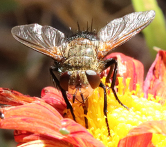 Archytas analis
