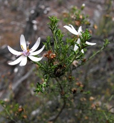 Olearia ramosissima