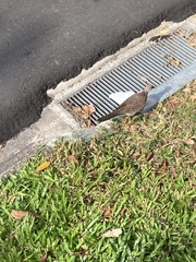 Streptopelia chinensis