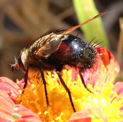Archytas analis