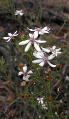 Olearia ramosissima