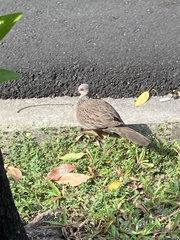 Streptopelia chinensis