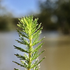 Myriophyllum papillosum