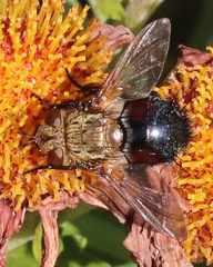 Archytas analis