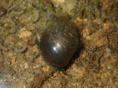 Bullastra lessoni