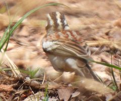 Emberiza flaviventris