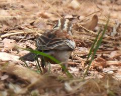 Emberiza flaviventris