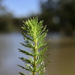 Myriophyllum papillosum
